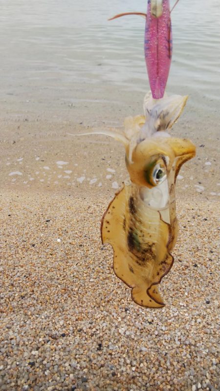 午後からエギング